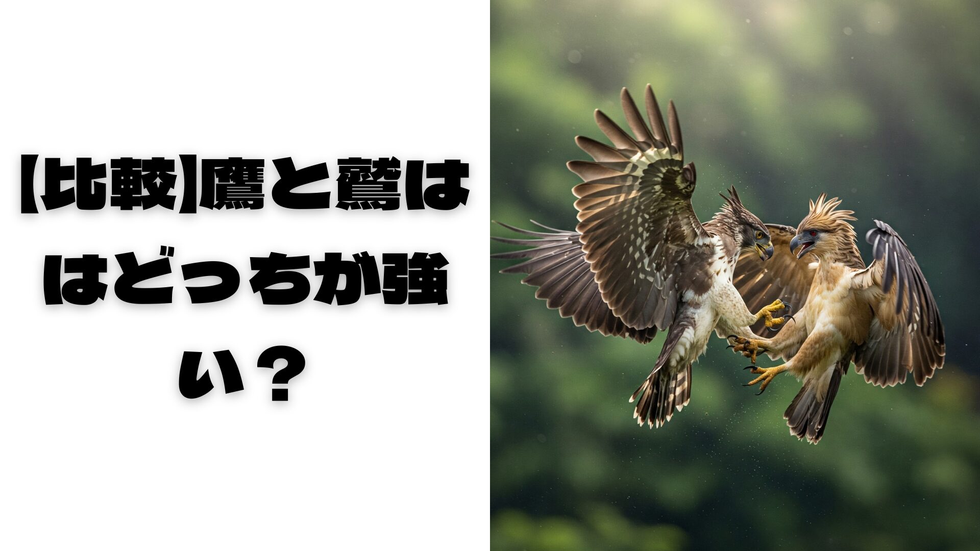 鷹と鷲が空中で戦っている画像