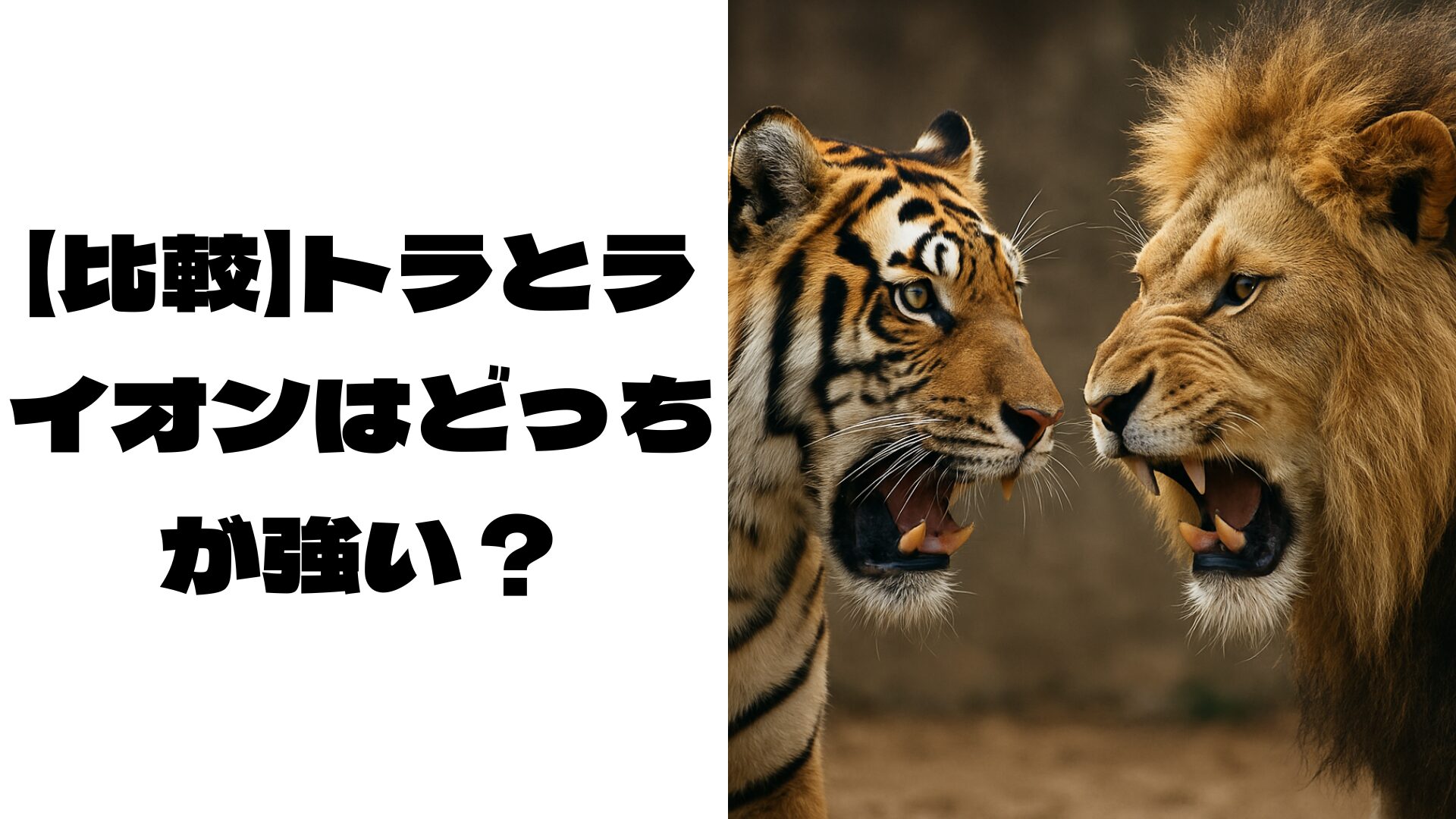 トラとライオンの画像