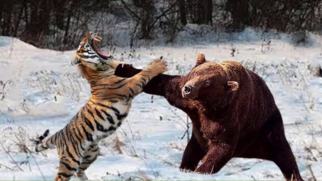 襲い掛かるトラと手で制するクマの写真