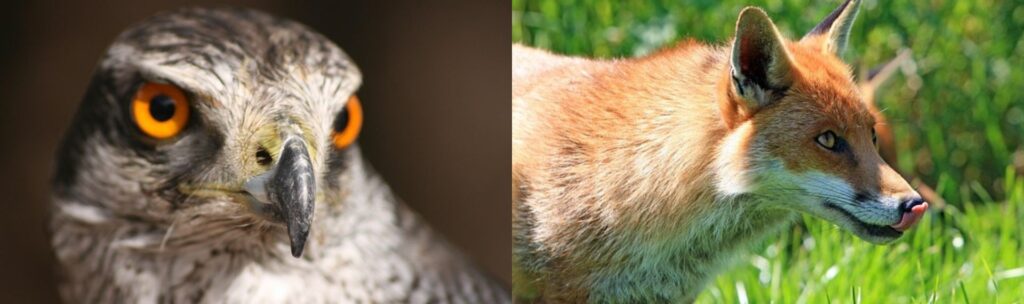 オオタカの顔の接写写真と、舌で鼻を舐めているキツネの写真