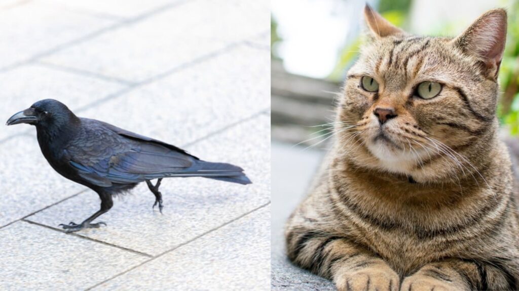 歩道を歩いているカラスと、道端でのんびり座っている猫の写真