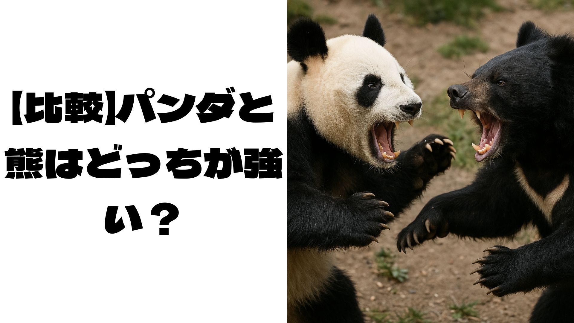 パンダと熊が戦っている画像
