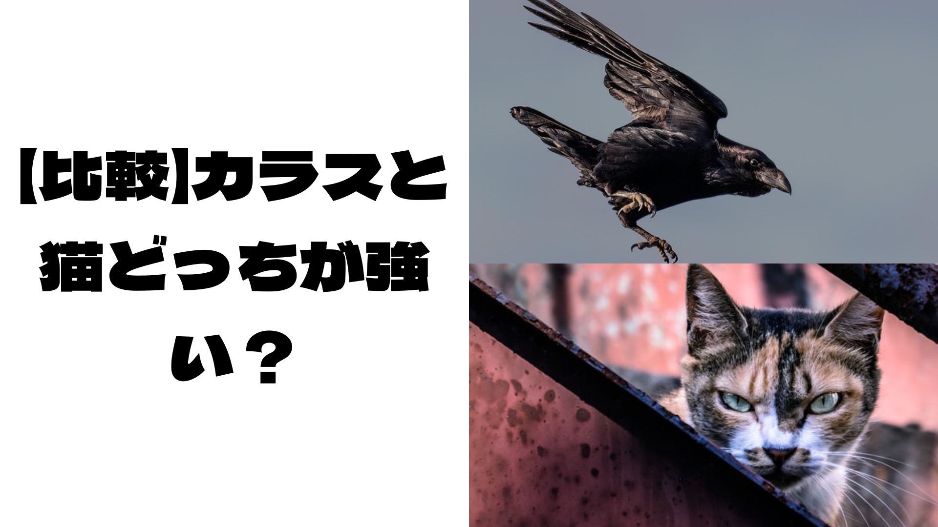 空を飛ぶカラスと、物陰から睨む猫の写真
