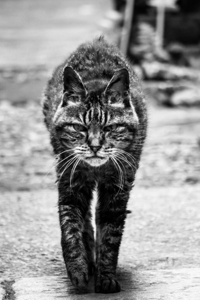 勇ましい猫の写真