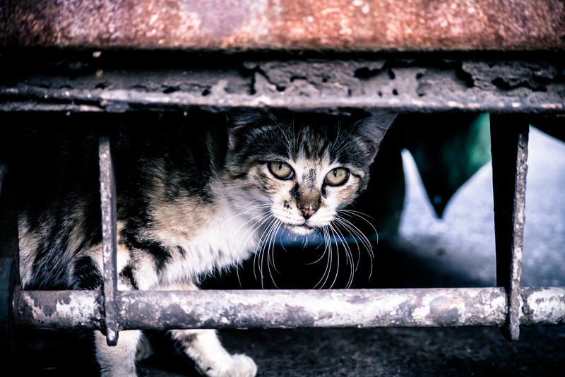 物陰で警戒している猫の写真