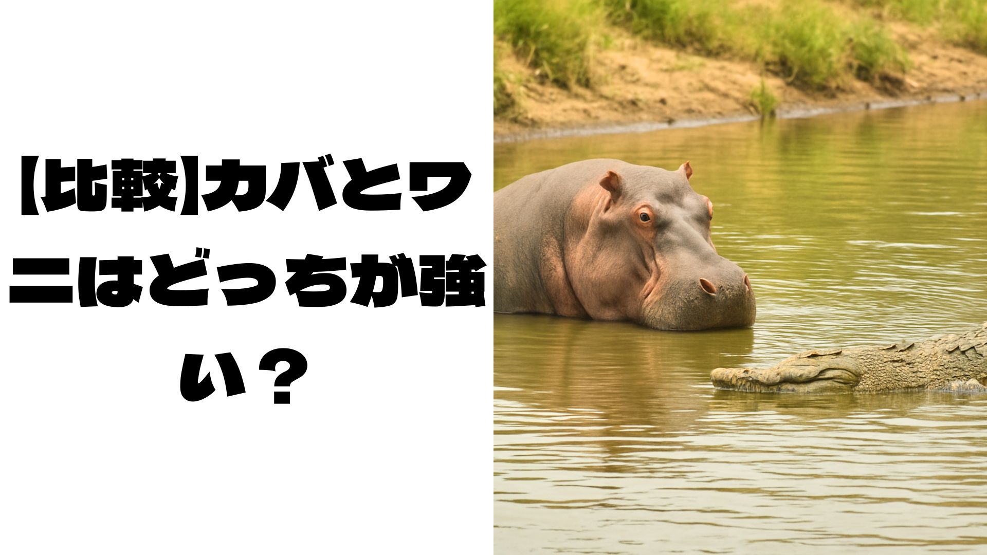 カバとワニがにらみ合う画像