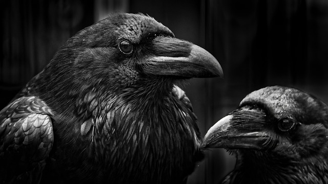 カラスが2羽並んでいる写真