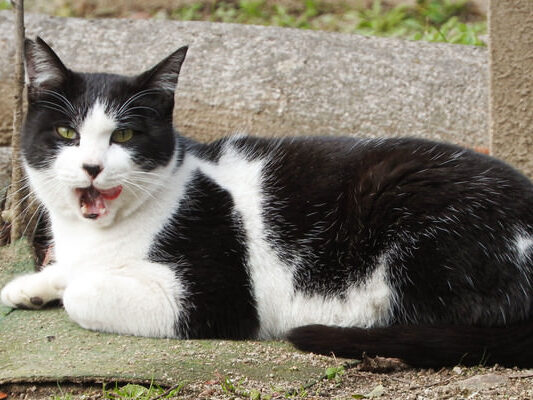 イエネコである八割れ猫の写真