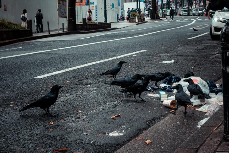 カラスの群れがゴミを荒らしている写真