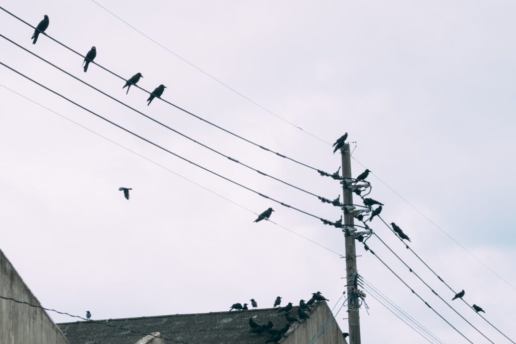 カラスの群れが電線に集まっている写真