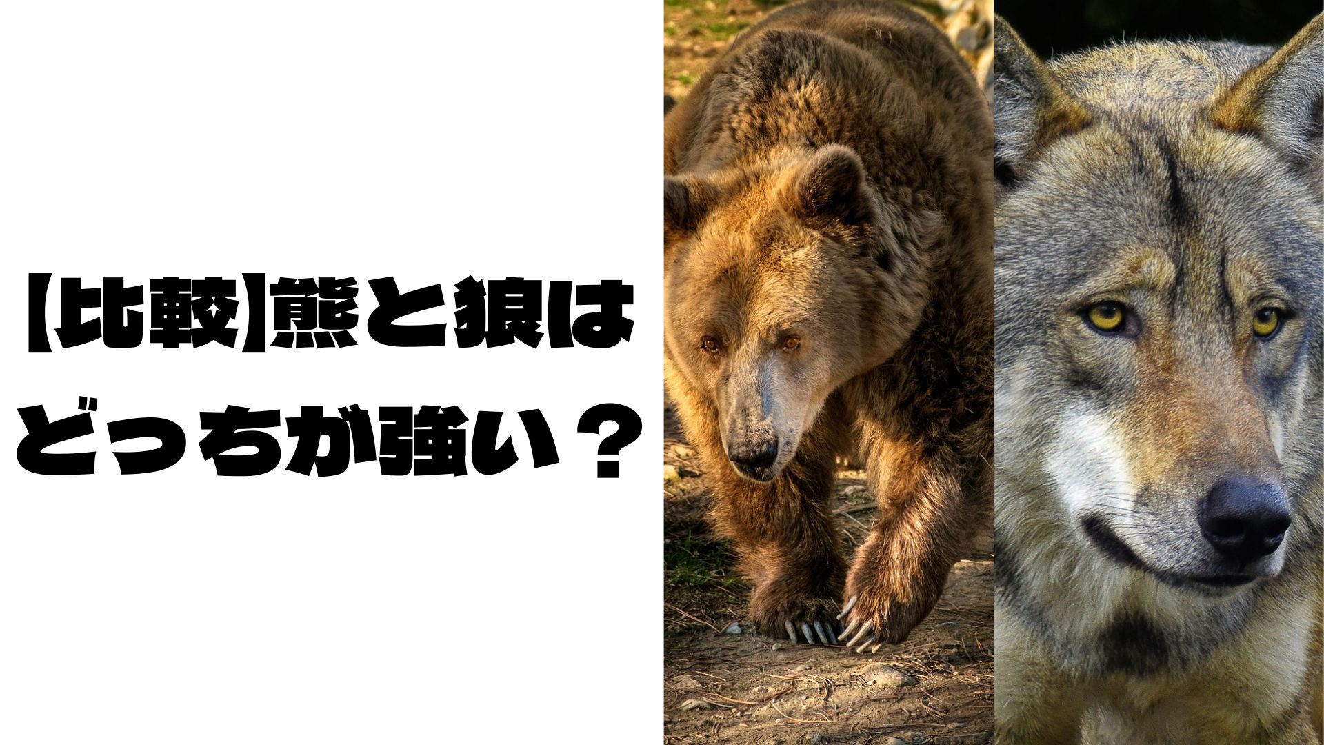 どっしりと風格のある熊と凛々しい目つきの狼の画像