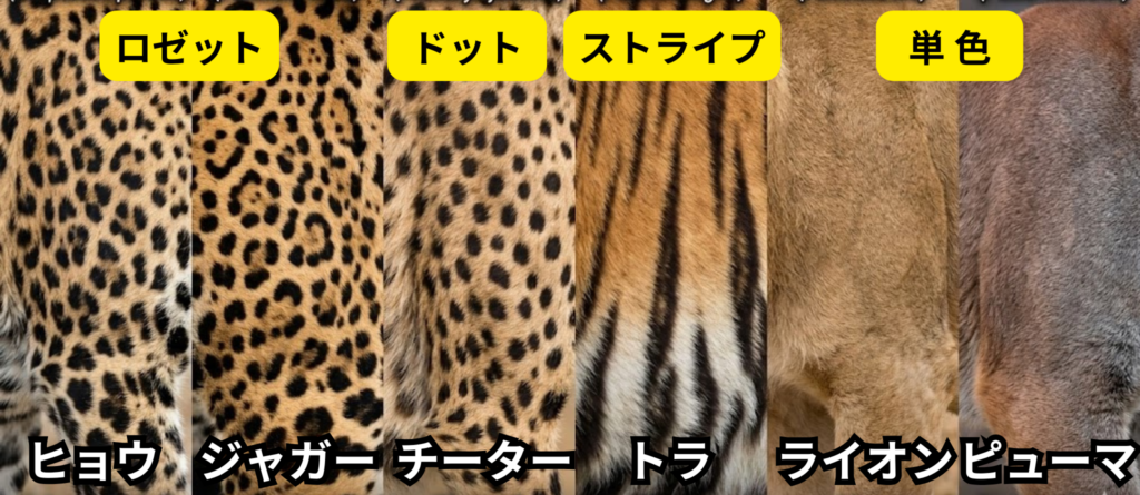 ネコ科動物の模様の違いが分かる模様のアップ画像
