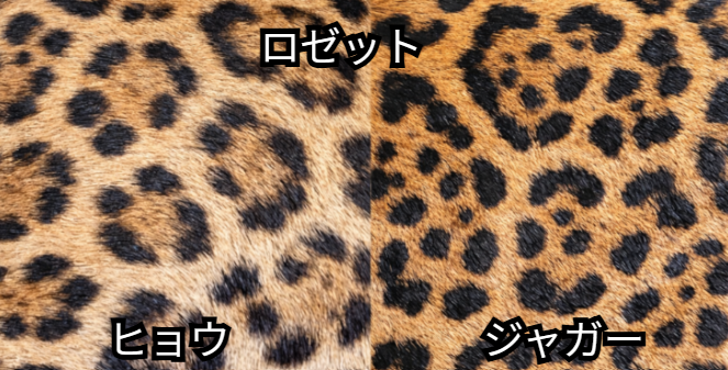 ヒョウとジャガーのロゼット模様のアップ画像