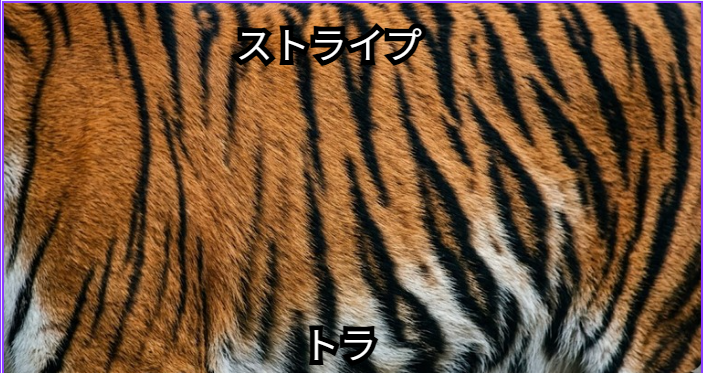 トラのストライプ模様のアップ画像
