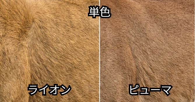 ライオンとピューマの無地模様のアップ画像