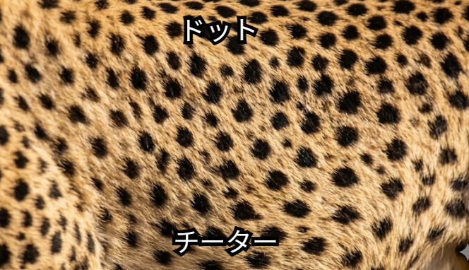 チーターのドット模様のアップ画像